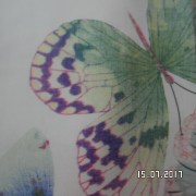 SAM_3252