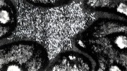 x-513-ritsi-home-diadromos